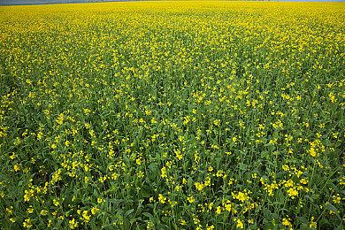 又一款PS5游戏宣布PS4版 《Stray》2022年初上市